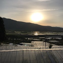 夕暮れの果樹園