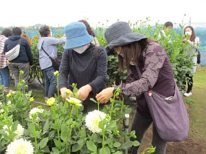 ダリアの芽摘み体験