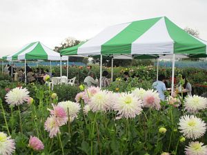 モニターツアー限定のダリア園内ランチ