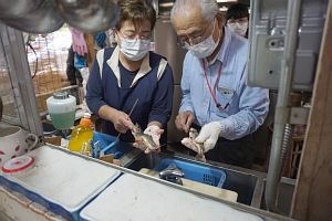 串に刺して焼く準備、見た目は簡単だけど．．．