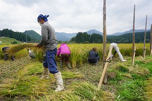 手鎌で稲刈り