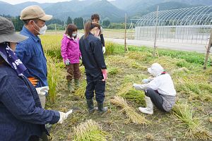 収穫した稲の束ね方を解説