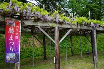 千年公園ふじ祭り１