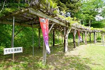 千年公園ふじ祭り２