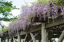 千年公園ふじ祭り４