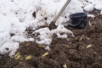 湯沢の雪野菜の収穫見学と食を体験！日帰りバスツアー