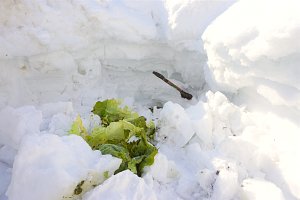 瑞々しいキャベツのお出まし！