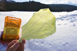 雪の下で甘みを増した、生のままでも美味しいキャベツ