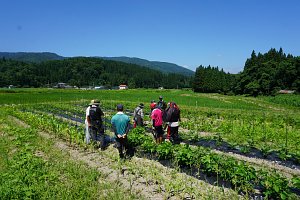 試験的な栽培方法も