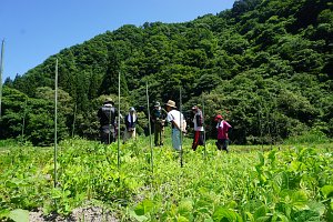 雑草に紛れる色々な農作物