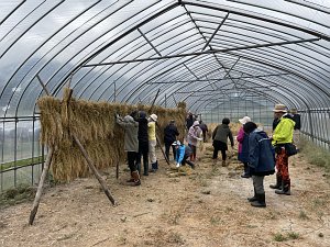 刈り取った稲の杭掛け作業を体験