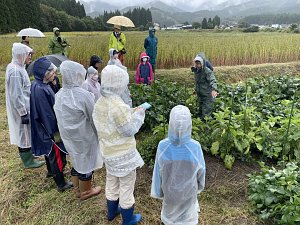 作物の生長を観察します