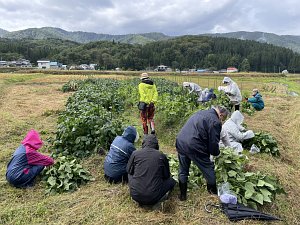 観察もほどほどに、さっそく収穫体験♪