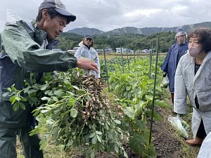 落花生を畑で初めて見る参加者も？！