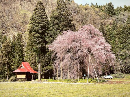 おしら様の枝垂れ桜