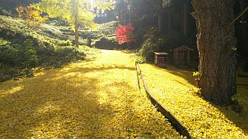 イチョウのゴールデンロード