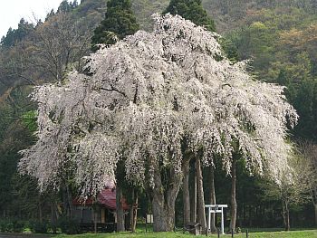 おしら様のしだれ桜